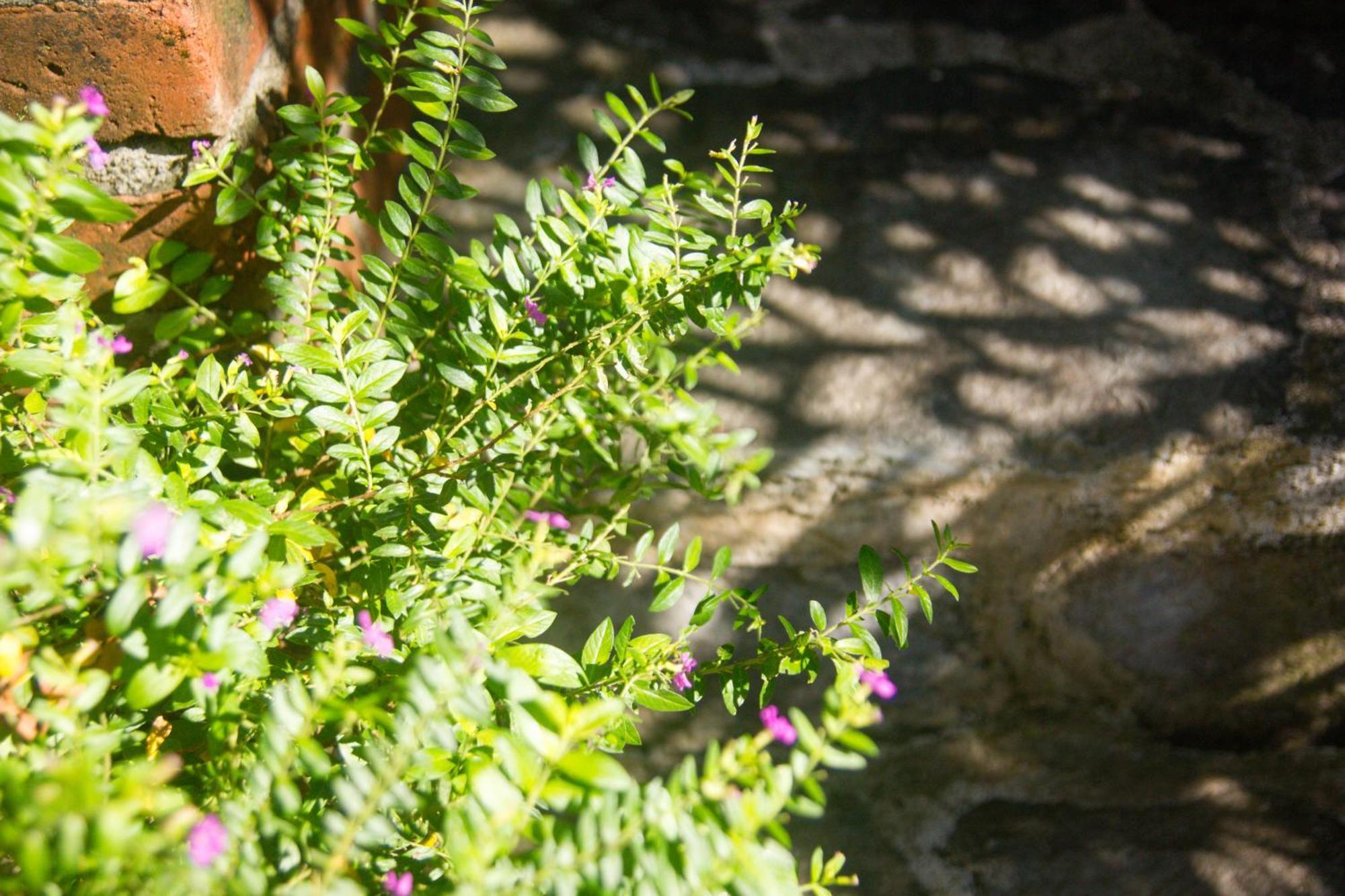 Parvati Retreat Villas Ουμπούντ Εξωτερικό φωτογραφία